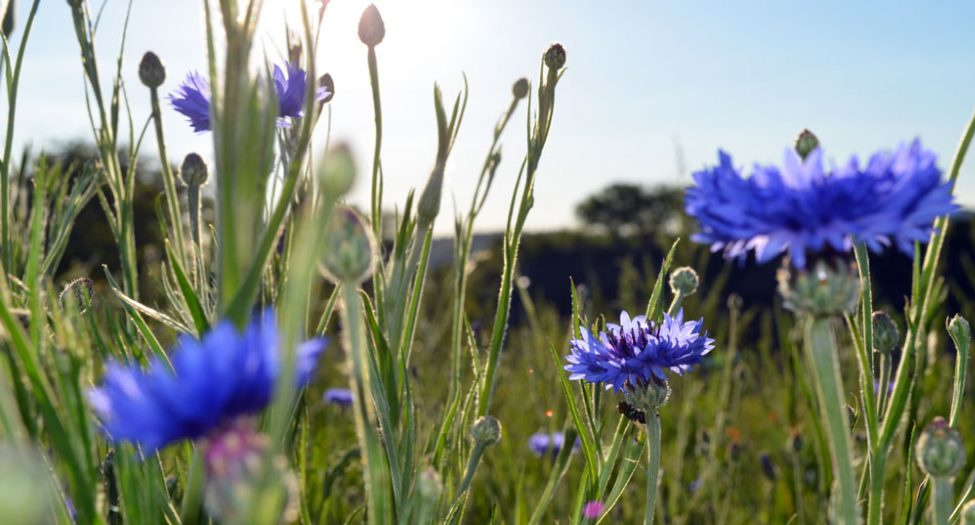  Ein Nahaufnahme-Feld von leuchtend blauen Kornblumen, die zwischen hohen Grashalmen und Knospen wachsen. Die Sonne scheint von hinten, wodurch die Grashalme silbern schimmern und die Blüten leicht leuchten. Im Hintergrund ist der Himmel hellblau und einige verschwommene Bäume sind am Horizont zu sehen.