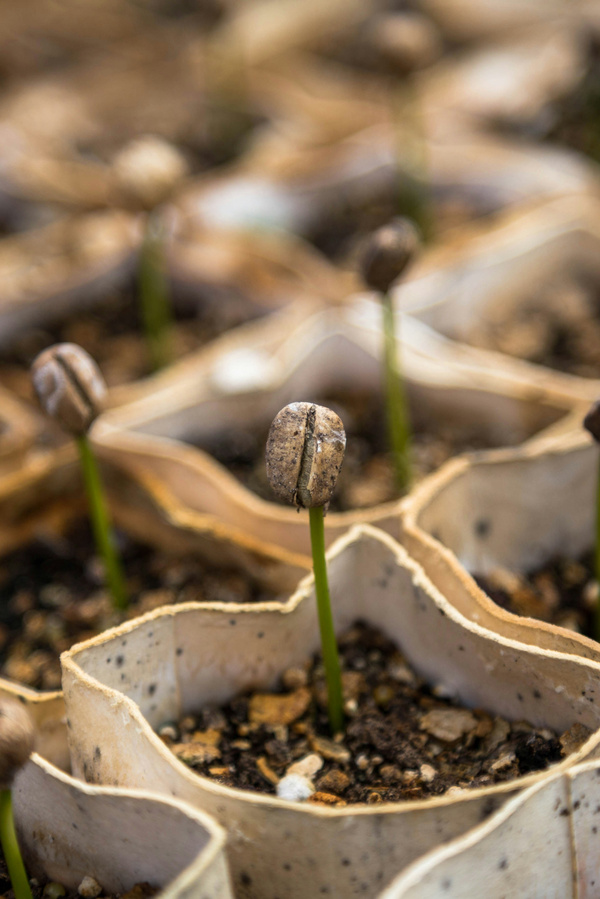 Mehrere junge Pflänzchen sprießen aus Erde in sternförmigen Anzuchttöpfen. An den Spitzen der zarten grünen Triebe hängen noch die Samenhüllen.