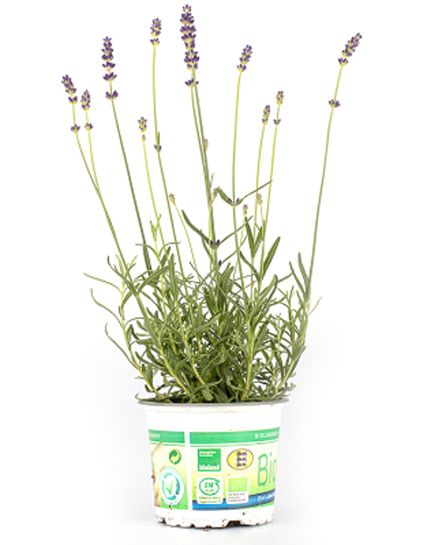 Produktfoto zu Kräuter Topf Lavendel