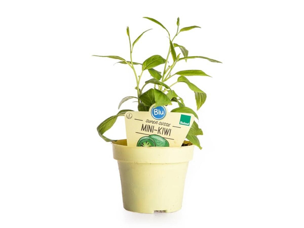 Produktfoto zu Mini Kiwi im Topf