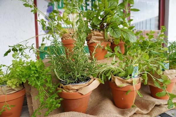 Produktfoto zu Kräuter Topf Spanische Minze