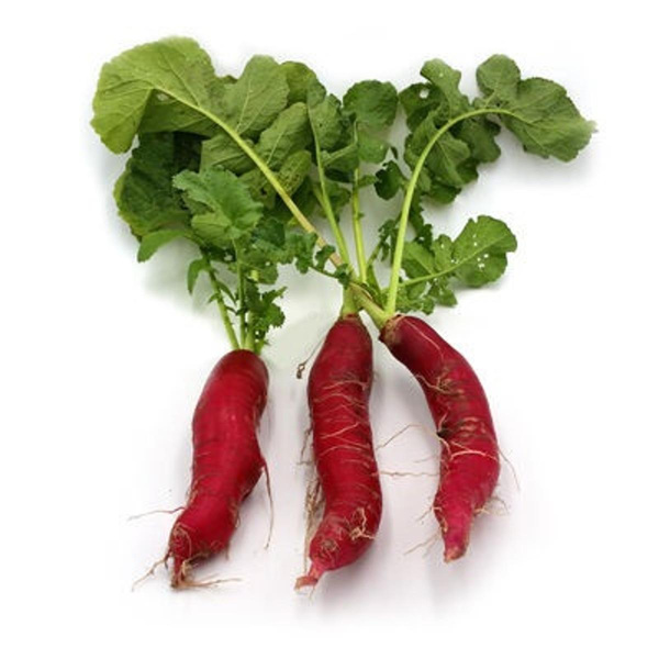 Produktfoto zu Rettich rot Bund