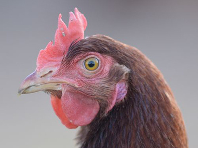 Nahaufnahme eines Huhns mit rosafarbenem Kamm.