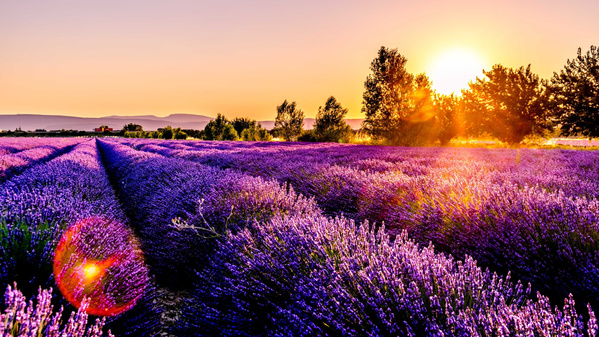 Ein weites, lilafarbenes Lavendelfeld im Abendlicht, die Sonne steht tief am Horizont. Eine idyllische Landschaft mit Baumreihe im Hintergrund.