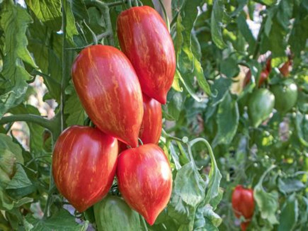 Produktfoto zu Jungpflanzen Romatomate Marmorossa