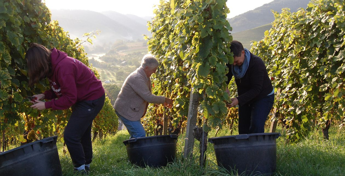  Drei Personen ernten Trauben in einem Weinberg. Die Person links trägt eine dunkelrote Kapuzenjacke und dunkle Hosen und beugt sich über die Reben. Die mittlere Person, eine ältere Person in einer beigen Strickjacke und Jeans, beugt sich ebenfalls zu den Reben. Die Person rechts trägt einen dunklen Pullover und einen Schal und ist ebenfalls beim Ernten. Alle drei Personen stehen neben großen schwarzen Erntebehältern. Im Hintergrund sind weitere Weinreben und sanfte Hügel unter einem hellen Himmel zu sehen.