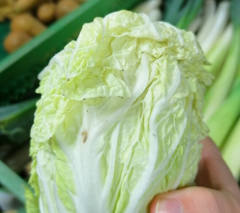 Die hellgrünen Blätter eines Chinakohls, an denen eine bräunliche Verfärbung oder Schädigung als 'Blattrand-Nekrose' erkennbar ist, beschriftet mit 'Chinakohl'.