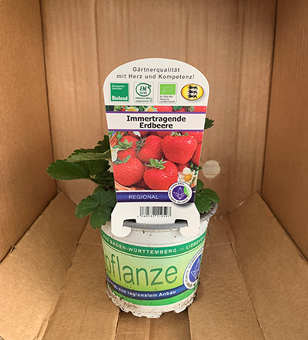 Produktfoto zu Jungpflanzen Erdbeere immertragend im Topf