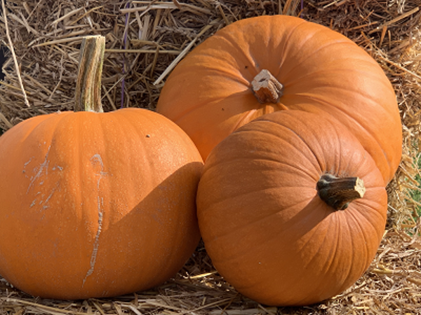 Produktfoto zu Kürbis Halloween groß