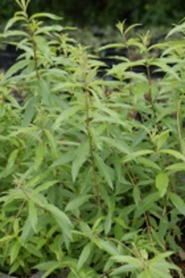 Produktfoto zu Kräuter Topf Zitronen-Verbene