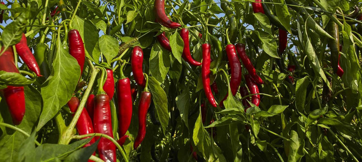 Eine Nahaufnahme von zahlreichen leuchtend roten Chilischoten, die zwischen dichtem grünem Laub an einem Strauch hängen. Das Sonnenlicht fällt auf die Schoten und Blätter.