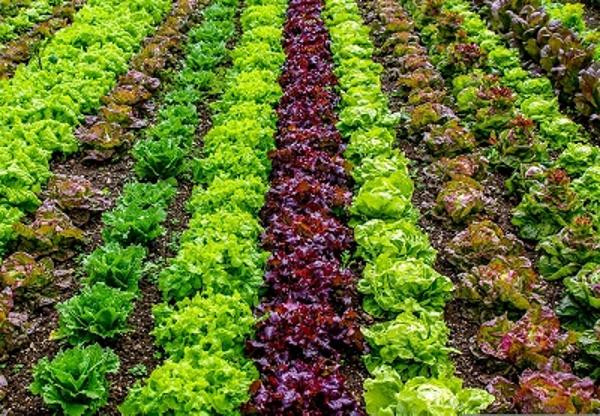 Produktfoto zu Salat der Woche