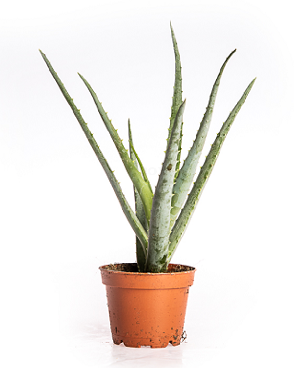 Produktfoto zu Aloe Vera im Topf