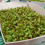 Ein runder Ausschnitt, der eine dichte Masse aus grüner Kresse zeigt, wobei noch kleine, dunkle Samenhülsen zwischen den Keimblättern sichtbar sind, mit der Beschriftung 'Kresse mit Samenhülsen'.