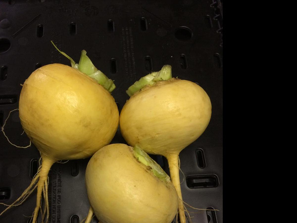Produktfoto zu Butterrübchen