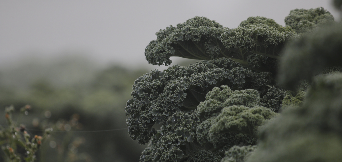 Nahaufnahme von kräftigen Grünkohlpflanzen auf einem nebligen Feld.