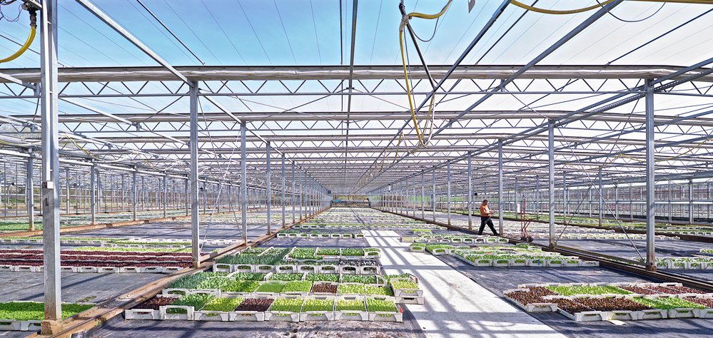  Eine weite Innenansicht eines großen Gewächshauses mit einem Metallgerüstdach, das viel Tageslicht hereinlässt. Zahlreiche weiße Kisten mit jungen grünen Pflanzen, die in Reihen auf dem Boden angeordnet sind, füllen den Raum. In der Ferne geht eine Person in Arbeitskleidung auf einem Gang zwischen den Pflanzenreihen.