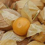 KI generiert: Eine Nahaufnahme von Physalisfrüchten mit einer leuchtend orangefarbenen Frucht.