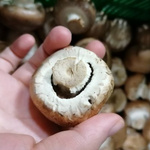 Ein runder Ausschnitt, der eine Hand zeigt, die einen hellbraunen Champignon mit deutlich sichtbaren, geöffneten Lamellen auf der Unterseite hält, mit der Beschriftung 'Offene Champignons'.