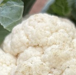 Ein runder Ausschnitt eines Blumenkohlkopfes, der eine deutliche gelbliche Verfärbung zeigt, mit der Beschriftung 'Gelbfärbung'.