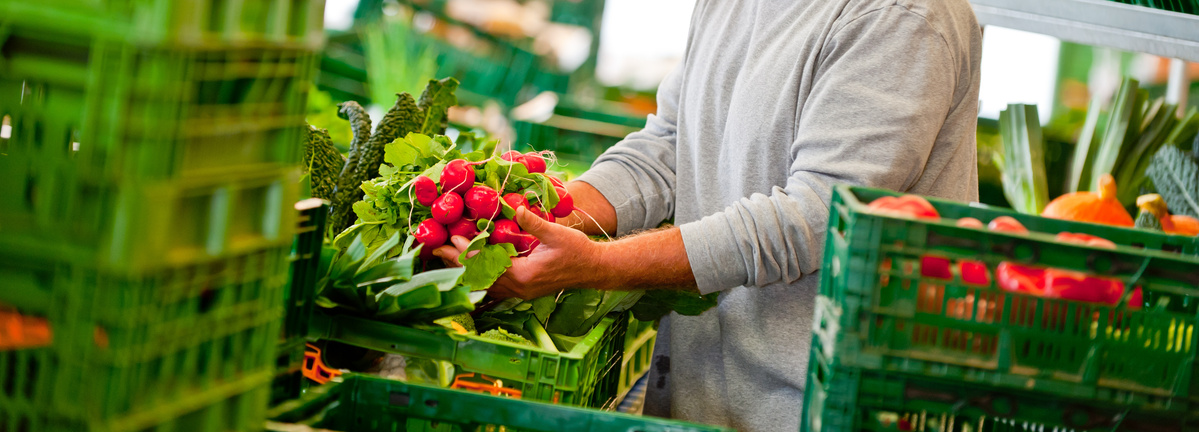 Eine Person im grauen Pullover packt frische Radieschen ein, ringsum stehen grüne Kisten gefüllt mit verschiedenem Gemüse wie Paprika, Lauch und Kürbissen.