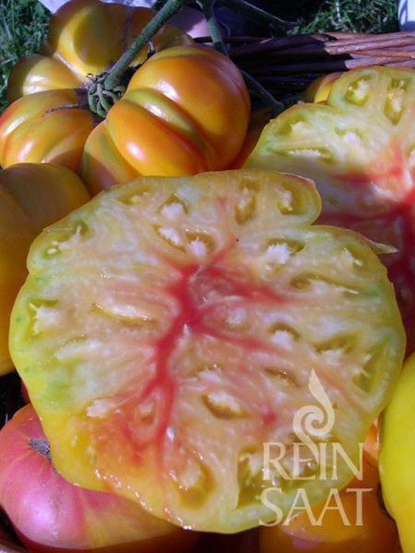 Produktfoto zu Jungpflanzen Fleischtomate German Gold