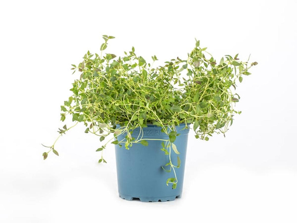 Produktfoto zu Kräuter Topf Thymian