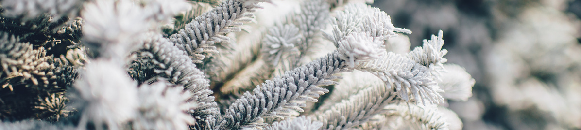 Nahaufnahme verschneiter Tannenzweige im Winter.