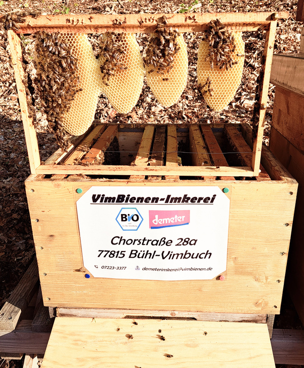 In einer offenen Holzkiste mit der Aufschrift „VimBienen-Imkerei“ hängen mehrere senkrechte Naturwaben, auf denen viele Bienen sitzen. Die Waben sind regelmäßig geformt und leicht gelblich. Die Kiste steht auf dem Waldboden.