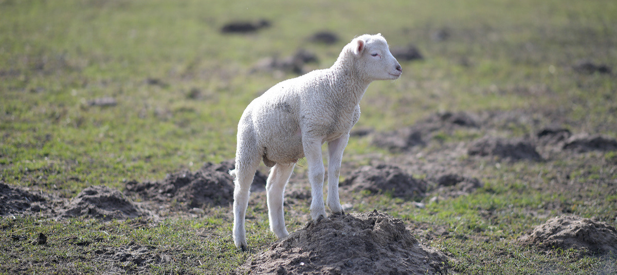 KI generiert: Ein Lamm steht auf einem kleinen Erdhügel auf einer grünen Wiese.