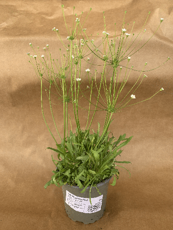 Produktfoto zu Mannschild im Topf