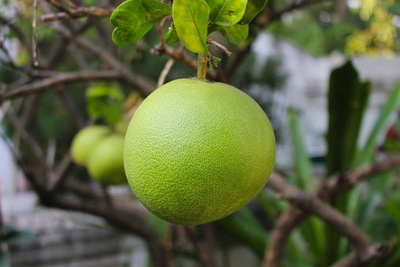 Produktfoto zu Pomelo weiß