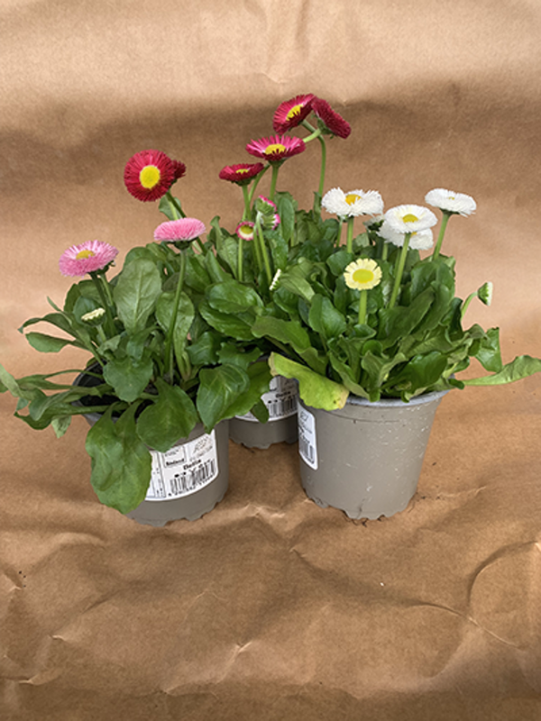 Produktfoto zu Gänseblümchen im Topf