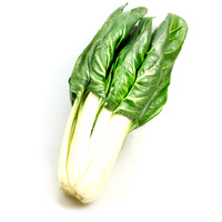 Ein Bündel frischer Mangold auf weißem Hintergrund.