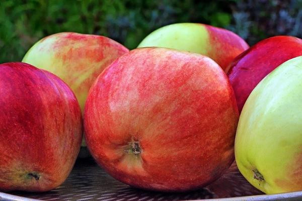 Produktfoto zu Apfel Gravensteiner - alte Sorte