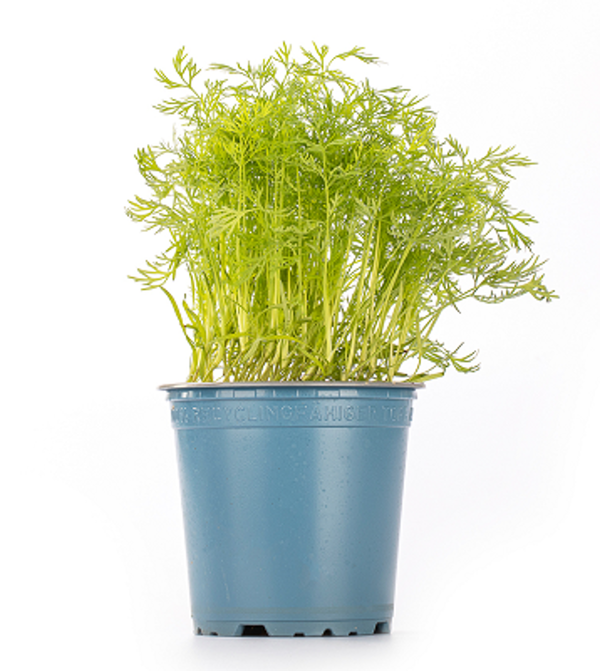 Produktfoto zu Kräuter Topf Dill