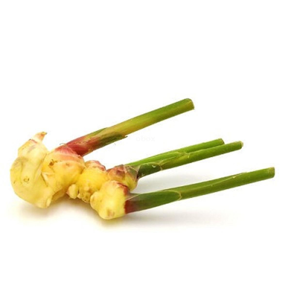 Produktfoto zu Ingwer jung frisch