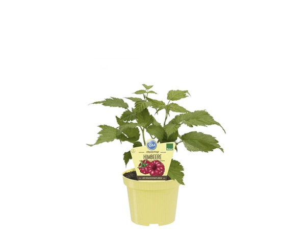 Produktfoto zu Himbeere "little sweet sister" im Topf