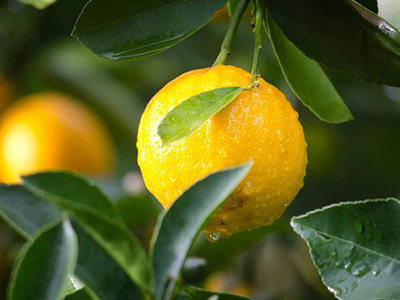 Reife Bio-Orange an einem grünen Zweig, Nahaufnahme.