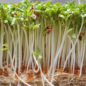 Eine dichte Masse aus grüner Kresse, wobei noch kleine, dunkle Samenhülsen sichtbar sind, beschriftet mit 'Kresse'.