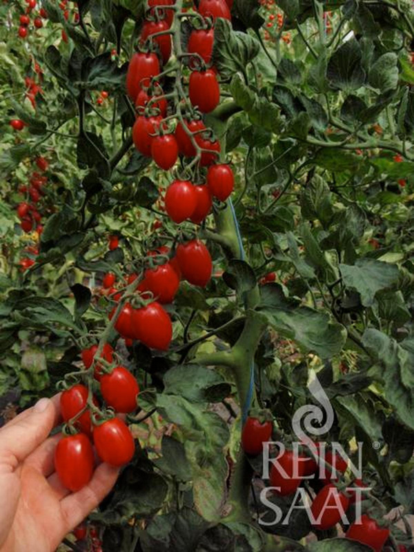 Produktfoto zu Jungpflanzen Datteltomate Donatellina