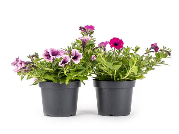 Produktfoto zu Petunie kleinblütig im Topf
