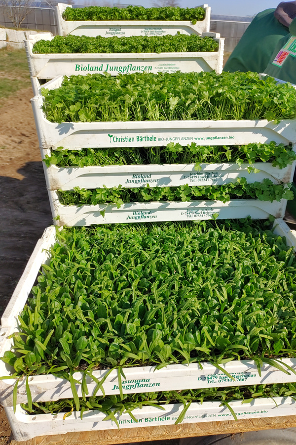 Mehrere gestapelte Kisten voller grüner Bioland-Jungpflanzen stehen auf einem Feld bereit zur Auspflanzung.