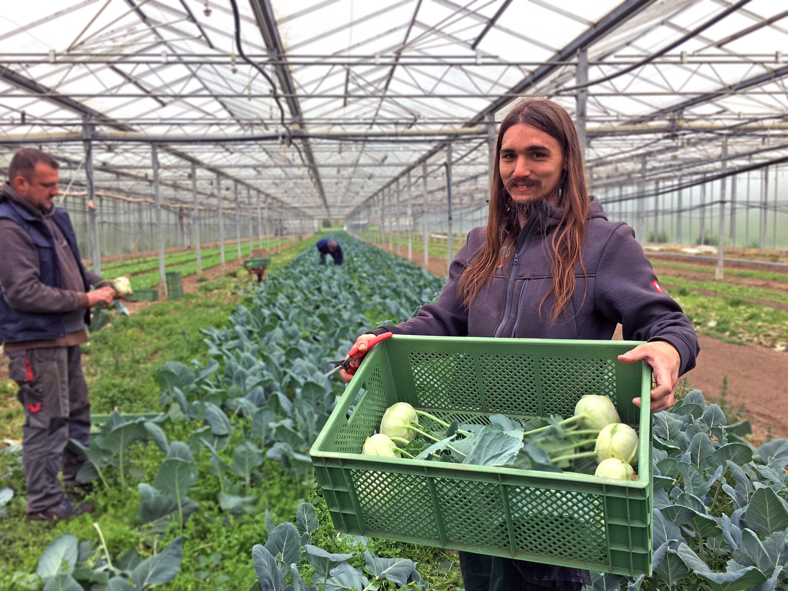 Gärtner Azubi Kolja präsentiert stolz den frisch geernteten Kohlrabi