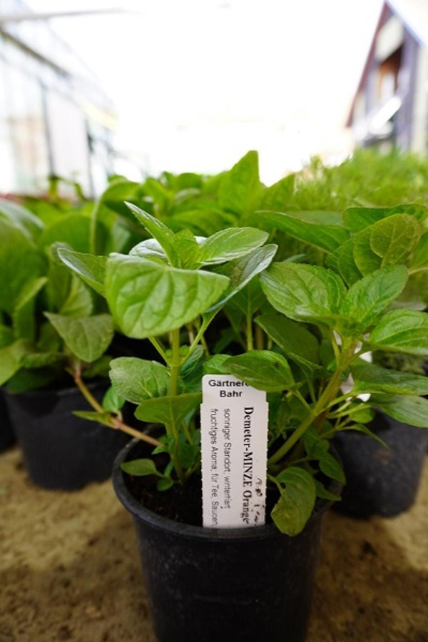 Produktfoto zu Kräuter Topf Orangen-Minze