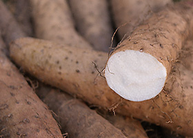 Ein Stapel knolliger Wurzeln mit einer angeschnittenen, weißen Oberfläche in der Mitte.