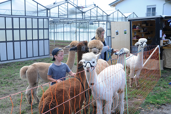 Mehrere Alpakas und Lamas stehen in einem Gehege vor einem Gewächshaus, während Hoffest-Besucher sie von außen beobachten.