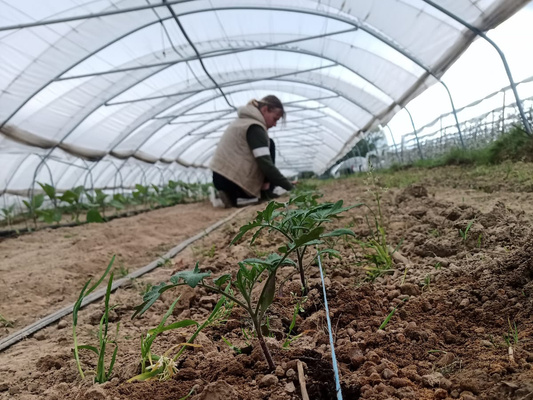Eine Person kniet in einem Gewächshaus unter einem durchsichtigen Plastikdach und arbeitet in einer Reihe mit frisch gepflanzten Setzlingen. Der Blickwinkel ist sehr niedrig, sodass die kleinen Pflanzen in der vorderen Reihe scharf im Fokus stehen, während die Person im Hintergrund zu sehen ist. Der Boden ist als langer Ackerstreifen erkennbar.