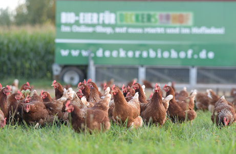 Eine große Gruppe brauner Hühner scharrt auf einem grünen Feld vor einem Hühnermobil mit der Aufschrift „BIO-EIER FÜR DECKERS BIOHOF“ und „www.deckersbiohof.de“.