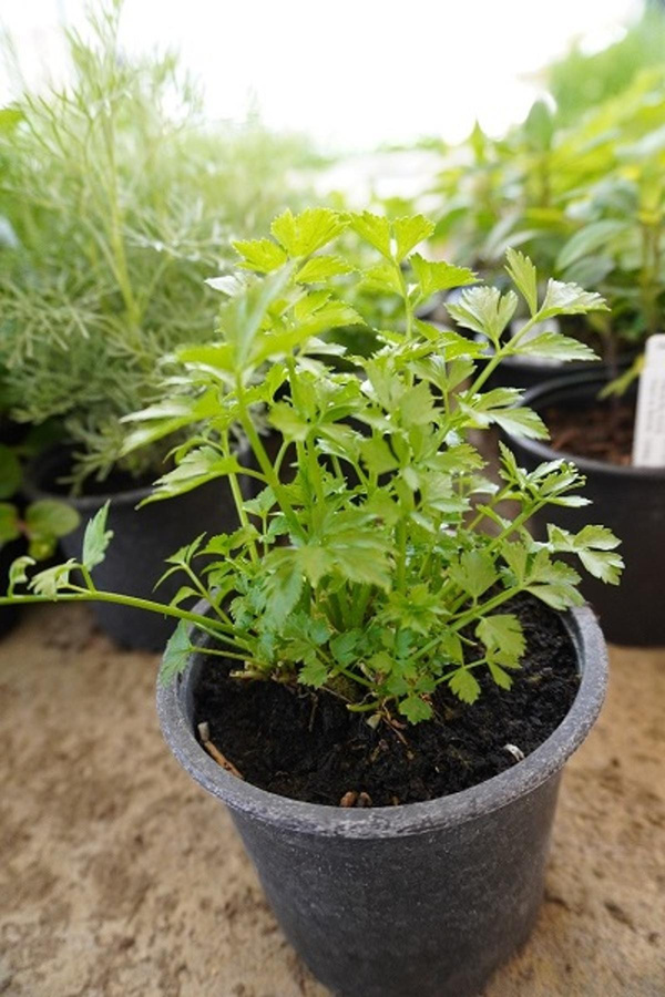 Produktfoto zu Kräuter Topf Schnittsellerie